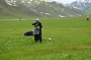 Şırnak’ta ’sirik’ otu için 200 kilometre yol gidiyorlar
