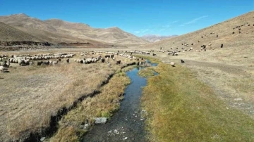 Şırnak’ta yayladan inen besici, bir aylık yolculuğuna başladı
