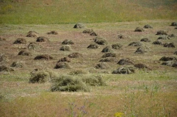 Şırnak’ta yaylaya çıkan vatandaşın kış hazırlığı başladı
