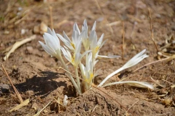 Şırnak’ta yılın son çiçekleri açtı
