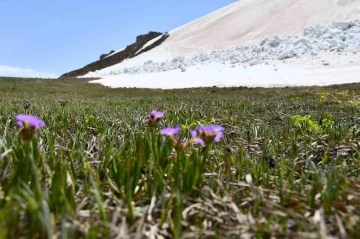 Şırnak’ta yılın son kardelenleri çiçek açtı
