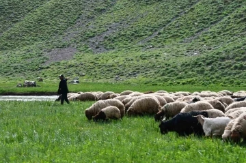 Şırnak yaylalarında kartpostallık fotoğraflar
