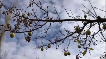 Sivas’ta Aralık ayında dalından elma toplandı
