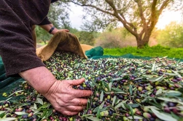 Sofralık zeytin ihracatı 100 bin tonu aştı