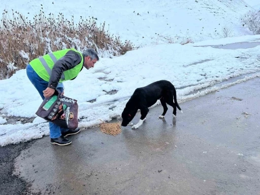 Sokak hayvanları için besleme çalışması yapıldı
