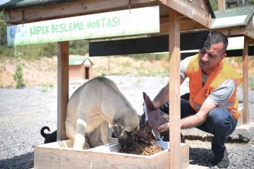 Sokak hayvanlarına 12 ton mama dağıtıldı
