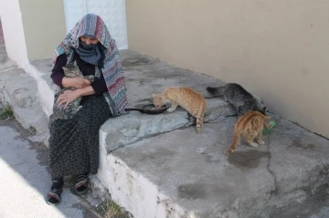 Sokak hayvanlarına adanmış yarım asır: Bayburtlu kadın 50 yıldır sahipsiz hayvanlara gözü gibi bakıyor
