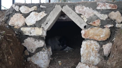 Sokak hayvanlarına doğal yaşam alanı yapıldı