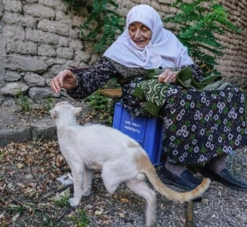 Sokak kedileri öksüz kaldı
