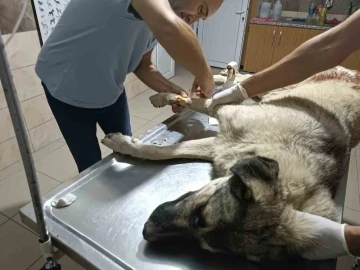 Sokak köpeği av tüfeği ile vuruldu
