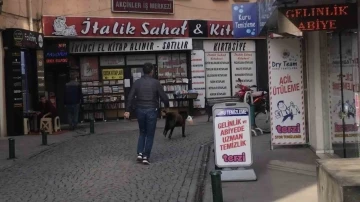 Sokak köpeği mağazadan pelüş oyuncak çaldı
