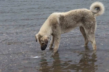 Sokak köpeği, ölen balığı yüzdürmeye çalıştı
