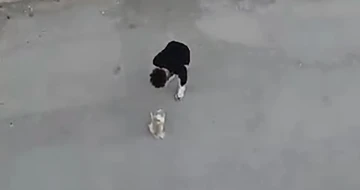 Sokak ortasında köpeğine eziyet eden şahıs sevk edildiği mahkemece serbest bırakıldı