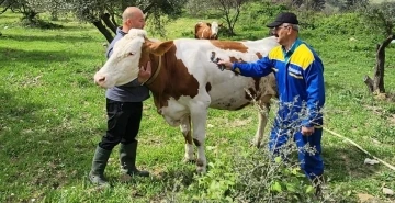 Söke’de büyükbaş hayvanların aşılanması devam ediyor
