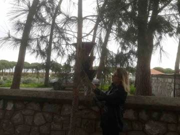 Söke’de kırmızı palmiye böceği tuzakları sayıldı
