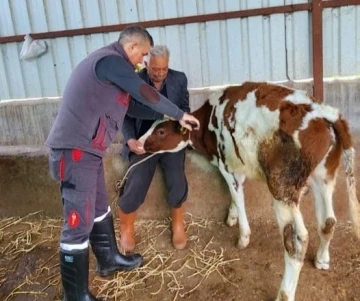 Söke’de şap hastalığı için aşılama çalışmaları devam ediyor
