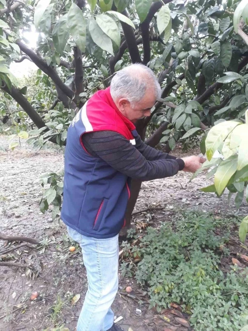 Söke’de zararlı sinek tuzakları kontrol edildi
