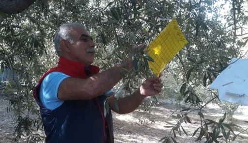 Söke’de zeytin sineği tuzağı kontrolleri sürüyor
