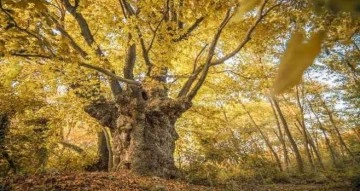 Karacabey'in çınarları sonbahar da büyülüyor