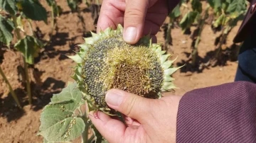 Son yılların en büyük kuraklığı yaşanıyor: Ayçiçeği bücür kaldı
