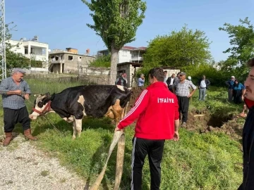 Su kuyusuna düşen koyun ve inek kurtarıldı
