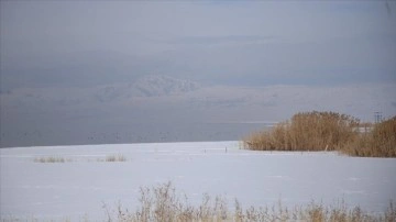 Sulak alanlardaki su kaybı kuşların yaşam alanlarını tehdit ediyor