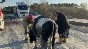 Sulama kanalına düşen ineğinin başında saatlerce bekledi
