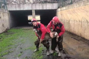 Karaca yavrusu İtfaiye ekiplerince kurtarıldı