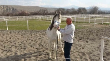 Sultansuyu’nda milyonluk taylar için modern tavlalar inşa ediliyor
