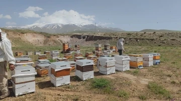 Süphan Dağı’nın eteklerinde üretim yapan arıcılar bu yıl yüksek rekolte bekliyor
