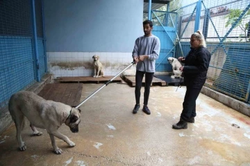 Sürü halinde dolaşan sokak köpeklerinden korunma tüyoları
