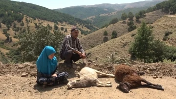 Sürüye saldıran kurtlar 35 koyunu telef etti, 45’ini yaraladı
