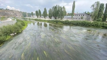 Suyu azalan Ardahan'daki Kura Nehri'nde kum adacıkları ve yosunlar oluştu