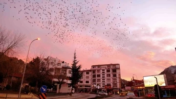 Tablo gibi gökyüzüne sığırcık sürüsünden fırça darbeleri
