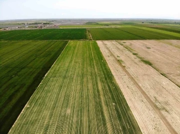 Tahıl ambarı Konya Ovası’nda kademeli havuç ekimi sürüyor
