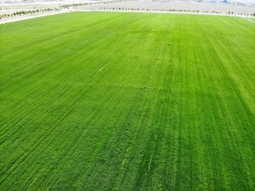 Tahıl ambarı Konya Ovası’nda yağışlarla rekolte beklentisi arttı
