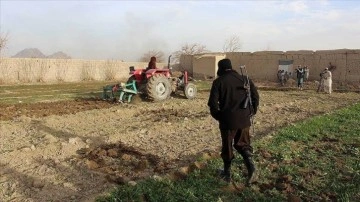 Taliban yönetimi haşhaş ekili tarlaları yok etmeye devam ediyor