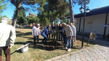 Tarihi İmaret Camii bahçesinde zeytin hasadı