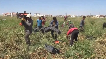 Tarım işçisi avukatlar, mevsimlik tarım işçilerinin sorunlarını ele aldı
