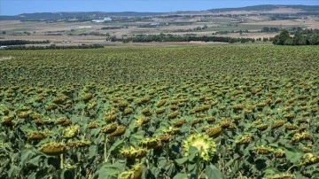 Tarım ve Orman Bakanlığı İstanbullu çiftçilere 4 milyon fide dağıttı