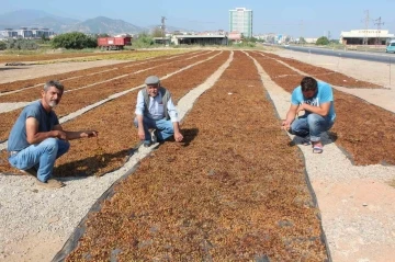 Tariş kurum üzüm taban fiyatını açıkladı
