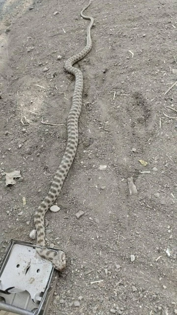 Tarla fareleri için kurulan tuzağa 2 metrelik yılan takıldı
