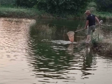 Tarlada 100 bin aynalı sazan üretimine başladı
