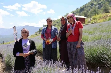 Tarlalar mor gelinliğini giydi, ziyaretçi için geri sayım başladı
