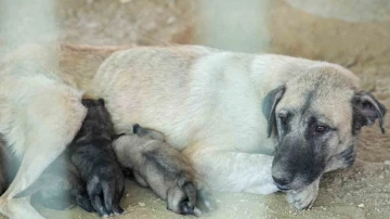 Tarsus’ta uçurumun kenarında mahsur kalan köpek ve yavruları belediye ekiplerince kurtarıldı
