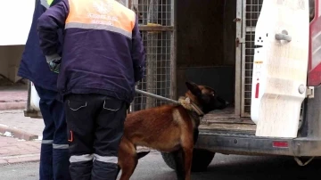 Tasmalı köpek dehşet saçtı, 2’si çocuk 4 kişiyi yaraladı
