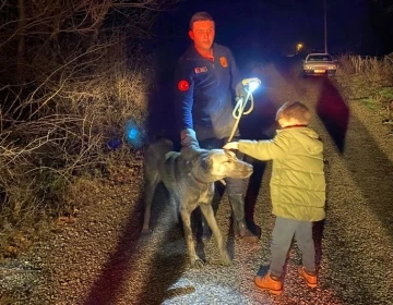 Tasmasını ağaca kaptıran köpeğin imdadına itfaiye yetişti