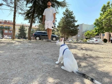 Tasmasıyla dolaşan kedi şehrin her yerini geziyor
