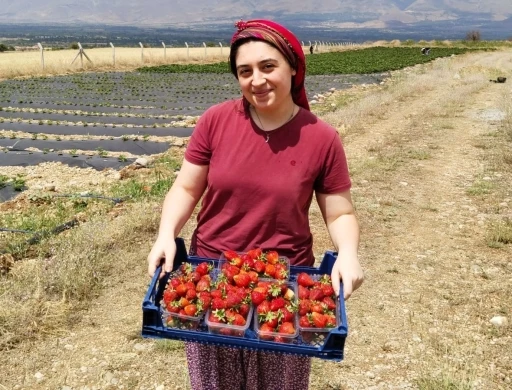 Tatlısu köyü, Çileğin merkezi olacak
