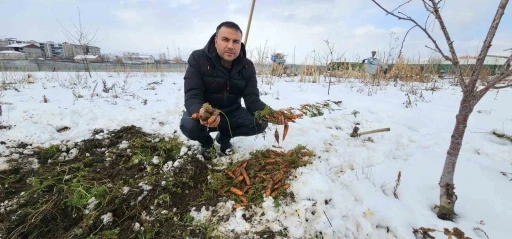 Tatvan’da kar altındaki havuçların hasadı yapıldı
